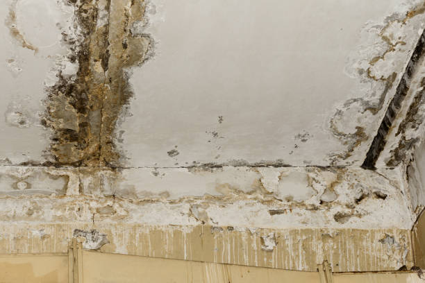 Environmental Consulting for Mold Prevention in Moa, UT